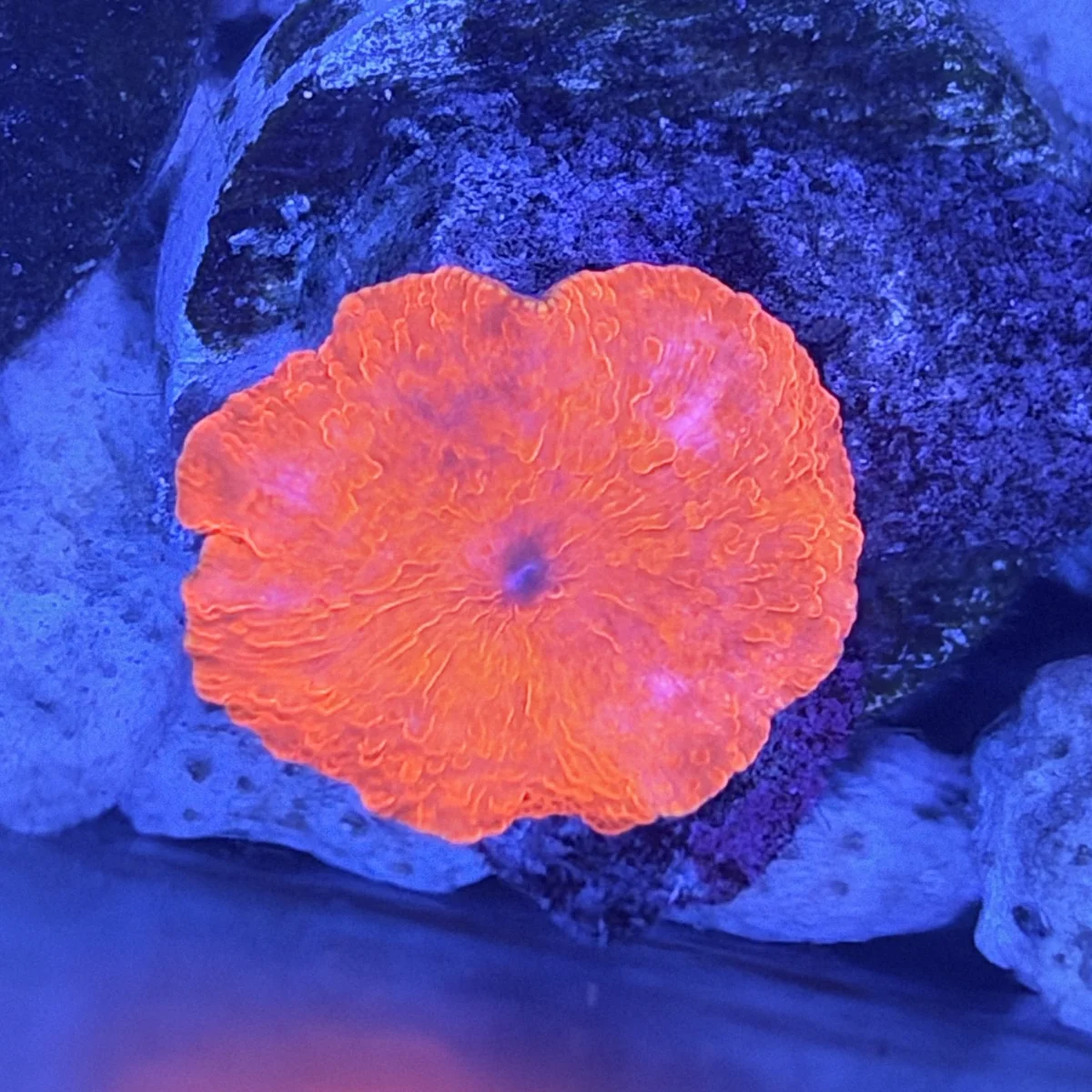 Orange disc-shaped coral with fine ridges on a dark plug under blue reef lighting