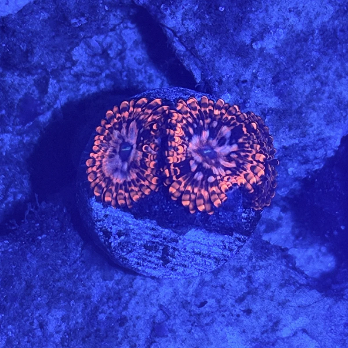 Two open pink-orange coral polyps on a round plug under blue reef lighting